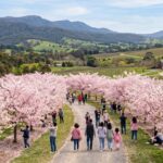 Cherry Blossom Season in the Yarra Valley