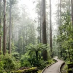 Cremorne Point Walk: The Complete Guide to Sydney Harbour's Best-Kept Secret Cremorne Point Walk