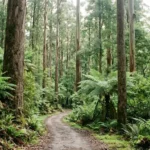 Toolangi State Forest: The Ultimate Victorian Nature Guide Toolangi State Forest