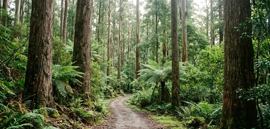 Toolangi State Forest